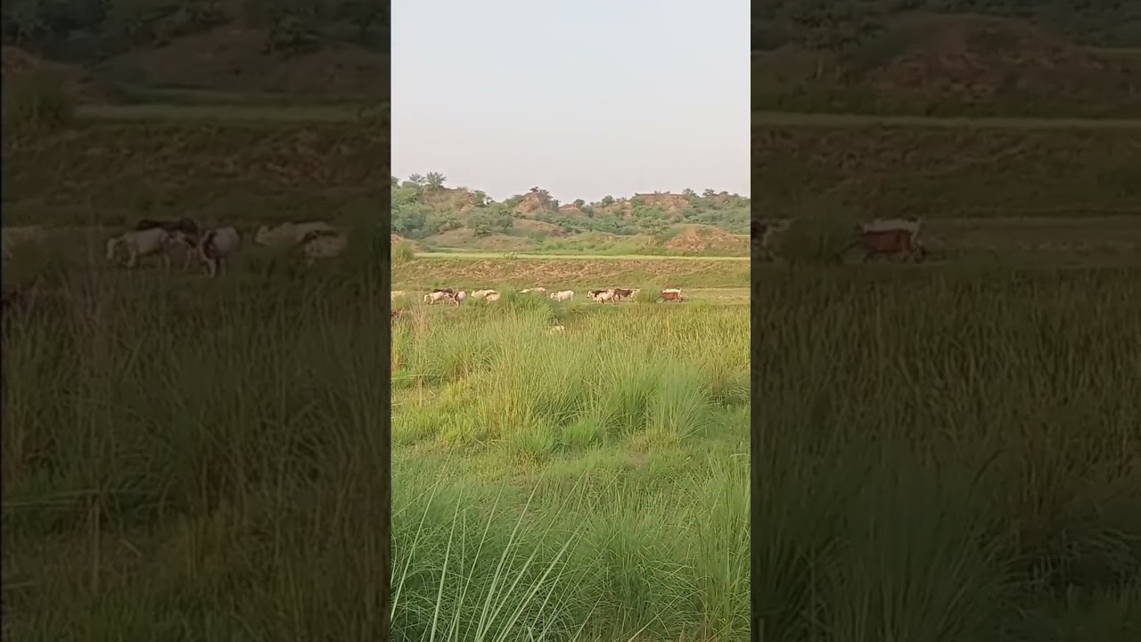 The Herd Returns — Loyal Dogs Guard the Way Home 🐑🐕🌅