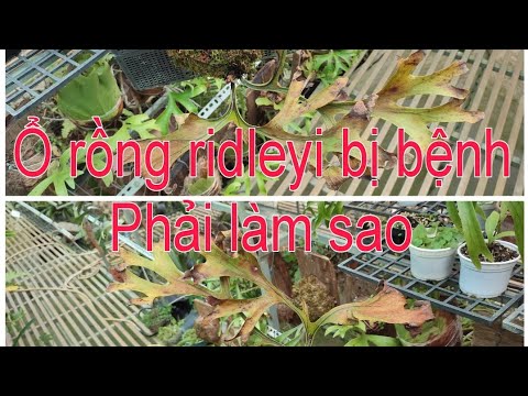 Cấp cứu ổ rồng ridleyi bị bệnh - YouTube