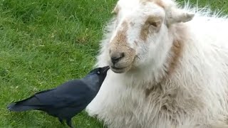 Jackdaw plucking ticks from a sheep