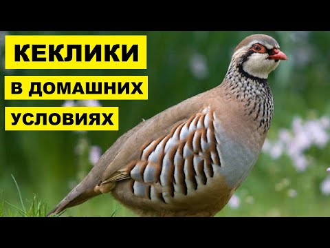 Кеклики разведение и содержание в домашних условиях | Дичеразведение
