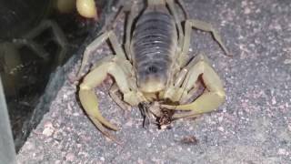 Giant Desert Hairy Scorpion Close up of how the mouth works and eats