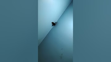 Realme GT Neo 2 Slow Motion Video 1080p