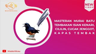 Masteran Murai Batu Tembakan Isian Kenari, Cililin, Jenggot, Kapas Tembak || Mp3 || Hemat Kuota ||