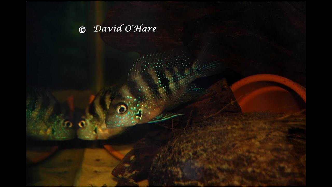 protecting the amazon preserving culture traduçao Thorichthys.sp Coatzacoalcos 'Mixteco Blue' protecting fry