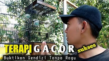 Bongkar lagi Terapi GACOR BURUNG SIRTU TERBUKTI MENTAL BAGUS