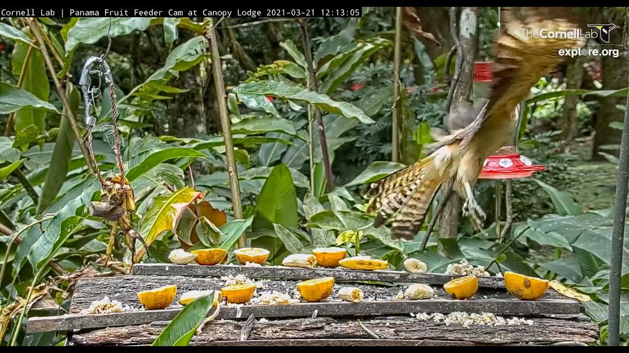Yellow-headed Caracara visits fruit platform 12 12 21 3 21 21 