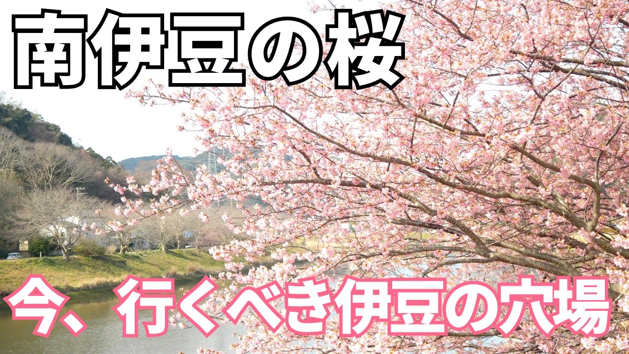 【春の南伊豆】みなみの桜と菜の花まつりから春は始まります！
