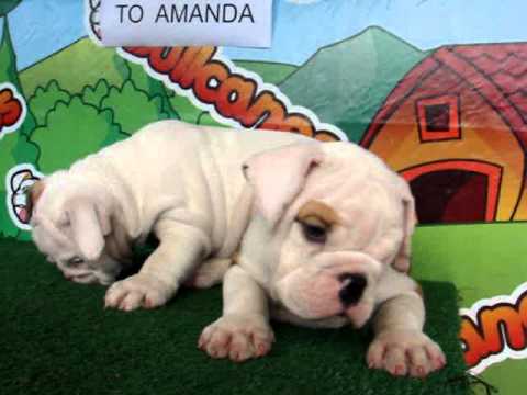 English bulldog For Sale - Den - http://www.bullcanes.net - ceo@bullcanes.net puppy paradise