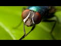 Почему мухи трут свои лапки?