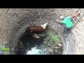 This cow rescued from well (Part 1)