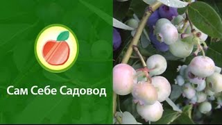 Как выращивать голубику высокорослую(Как только не называют эту ягоду: «голубика высокая», «голубика высокорослая», «черника высокая», «черника..., 2013-07-21T21:15:55.000Z)