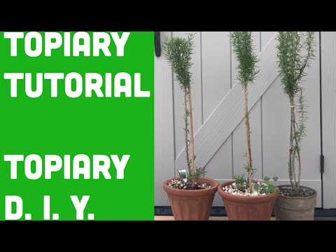 Video: Topiary, үйдү жана бакчаны жасалгалоо үчүн кооздолгон кооздук өсүмдүктөрүн пайдалануу