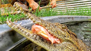 FEEDING 5 CROCODILES & vlog
