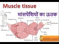 Muscle tissue Detail In Hindi मांसपेशियों का ऊतक #biology #hindi #ncert #cbse #neet #rcclasses