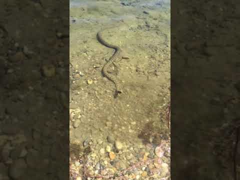 Видео: Огромна штука или реликвија змија: Ко плаши људе у језеру Иакут Кхаиир? &мдасх; Алтернативни приказ
