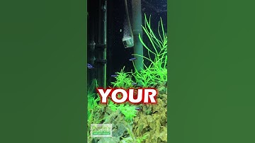 Thumbnail of Co2 In The Planted Aquarium Tips and Warnings  ⚠