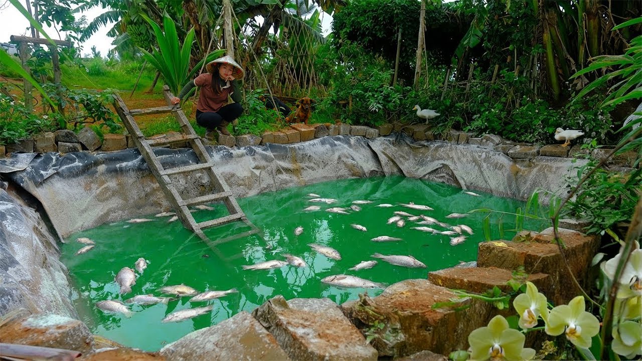 Clean Up Dead Fish Due To Disease – Disinfect And Change Water – Harvest Farm Produce To Sell