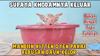 Perdana !!! Memandikan Kitten Oyen Rescue Dengan Ramuan Daun Kelor by Bubu Story The Cat 1,090 views 3 months ago 7 minutes, 1 second