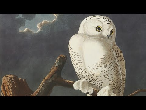 Come &#232; nata la societ&#224; audubon?