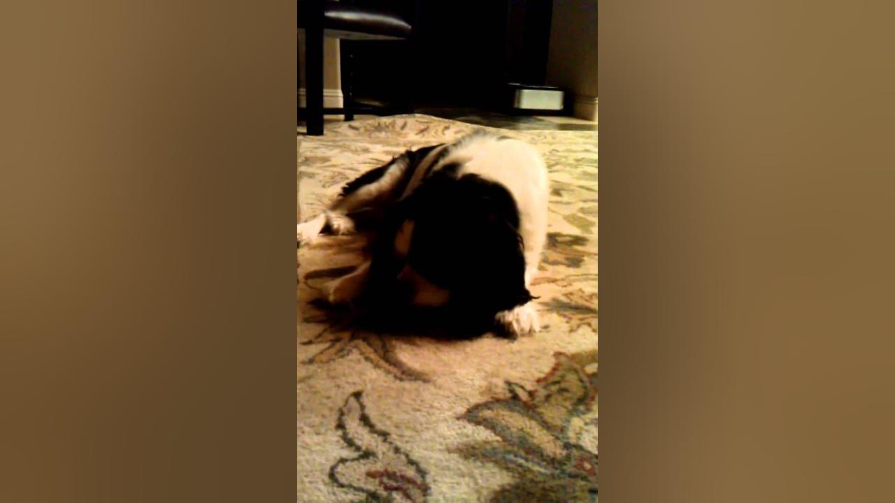 Dog licks carpet..... YouTube