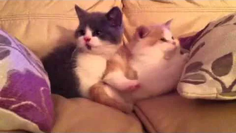 Watch the video about British shorthair kittens