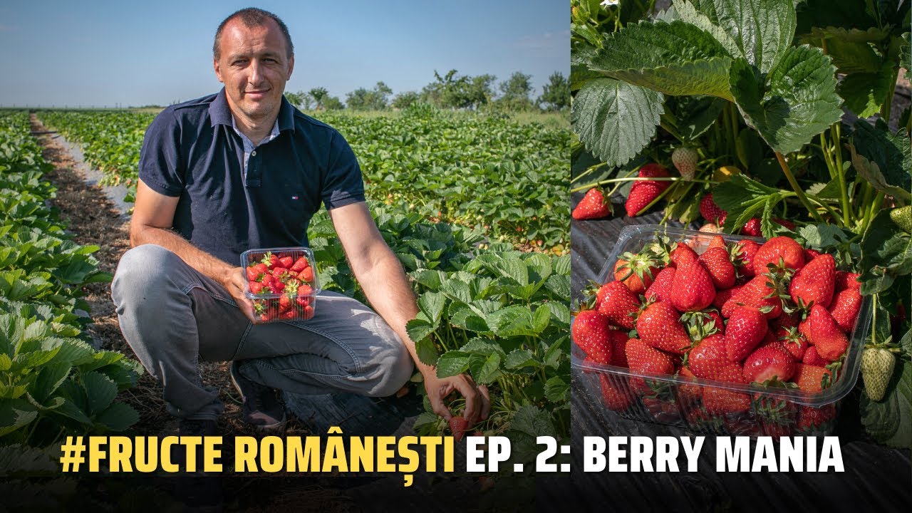 BERRY MANIA: Căpşunele pentru care se face coadă la poarta fermei / Fructe românești EP 2