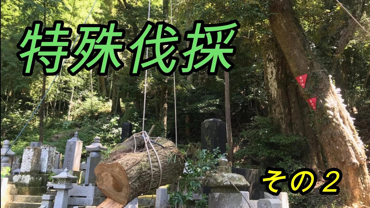 特殊伐採ってどんな仕事？