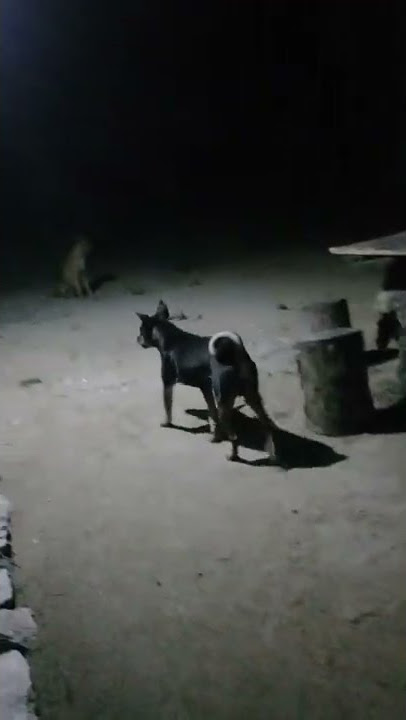 seekor anjing bisa mendeteksi kehadiran mahluk halus #shorts