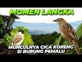 CICA-KORENG MENUNJUKAN DIRI DIBALIK INDAHNYA ALAM PEGUNUNGAN..!!