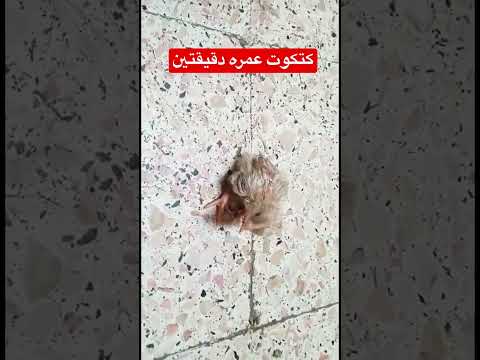 كتكوت عمره دقيقتين سبحان الله