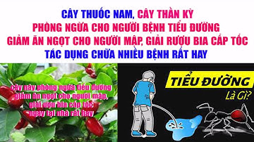 Tác Dụng Của Trái Cây Thần Kỳ | Cây Thần Kỳ Chữa Bệnh Gì | Trái Thần Kỳ Giải Rượu Bia Cấp Tốc