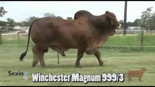 Winchester Magnum 999 3