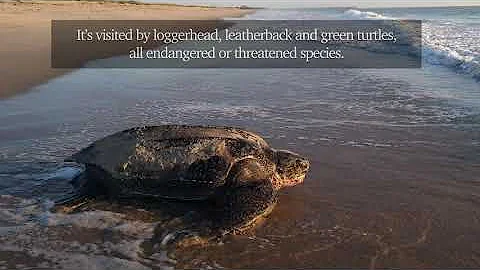 Can we save the sea turtles from climate change?