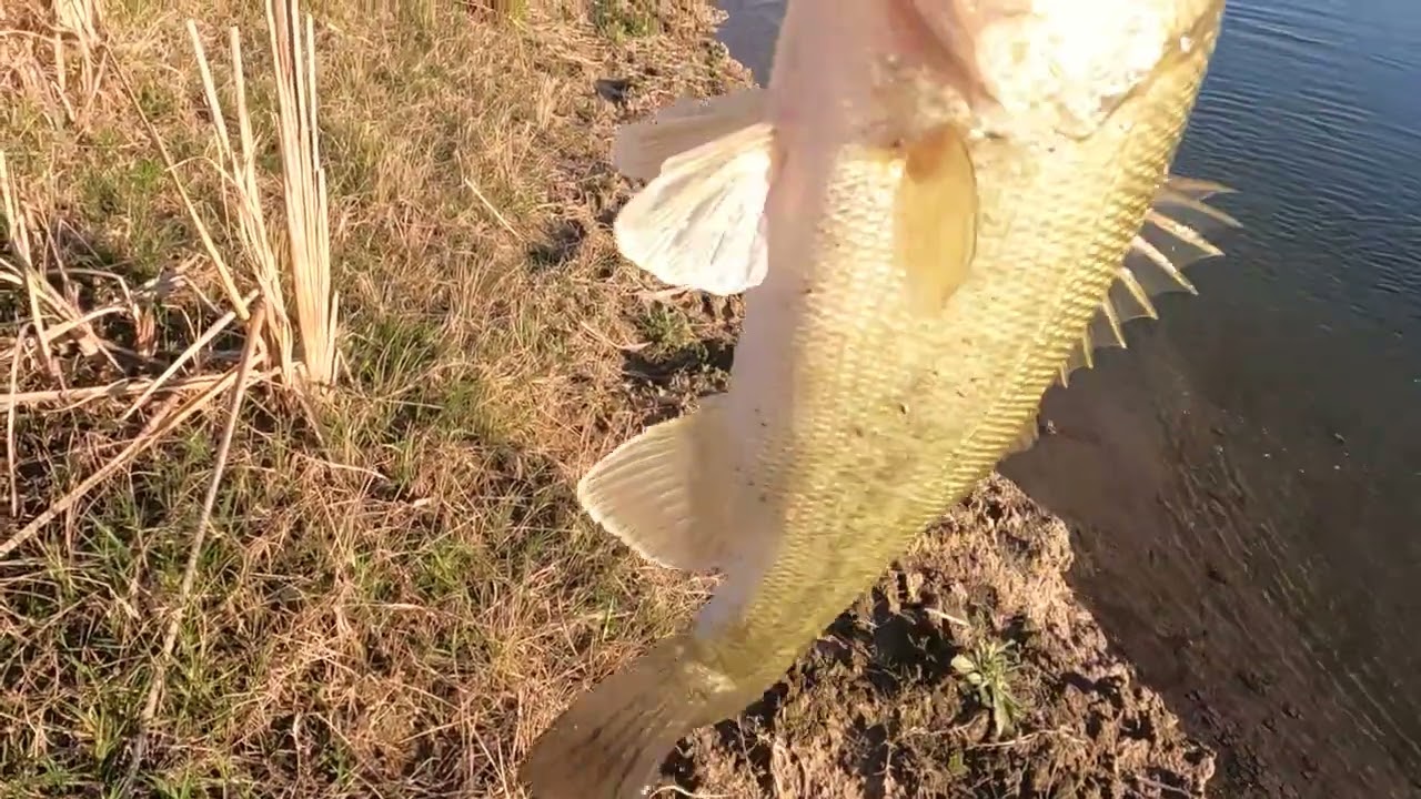 Bass Fishing 2 0