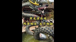 昆明黑龙潭的水为什么一半浑一半清，还经常换脸，专家也解释不清#昆明 #云南 #云游中国计划 #导游来了 #春天就要出去野
