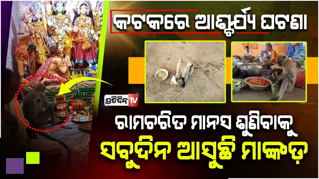 କଟକରେ ଆଶ୍ଚର୍ଯ୍ୟ, ରାମଚରିତ ମାନସ ଶୁଣିବାକୁ ସବୁଦିନ ଆସୁଛି ମାଙ୍କଡ଼| monkey witness Ramcharitmanas, Cuttack.
