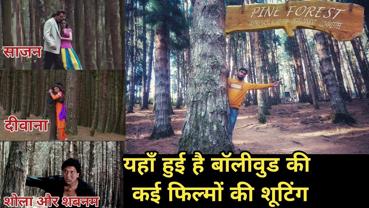Pine forest movie shooting point | यहाँ हुई थी शोला ओर शबनम फ़िल्म की शूटिंग