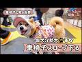 【密着】介助犬と電車から改札へ!車椅子でスロープを下る
