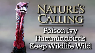 Nature's Calling - Poison Ivy, Hummingbirds, Keep Wildlife Wild (June 2025)