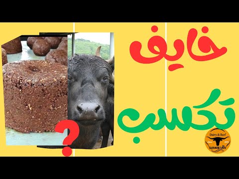 اليوريا والمولاس في تغذية الأبقار والجاموس الفهم الصح وطريقة القوالب للمربي