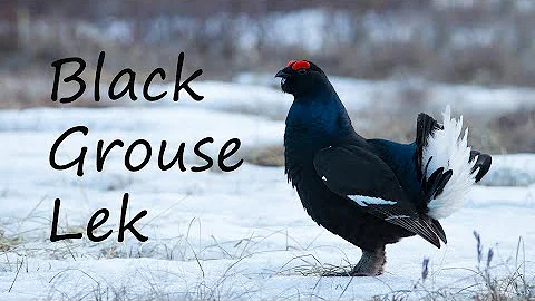 Black Grouse Lek | Wildlife Photography | Bird Pho...