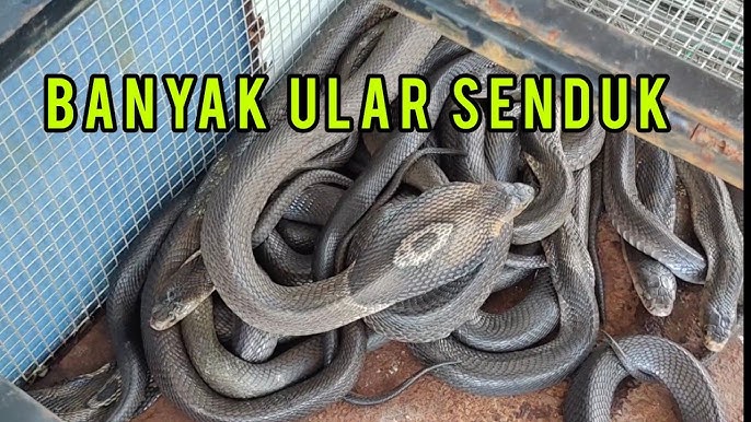 BBW rus lezbiyenler suhbatlar bilan porno hikoyalar