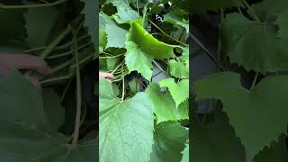 Winogrono 🍇 #winogrono #grape #owoce #fruit #foryou #polskawieś #garden #my #myhobby #relaxing #dc