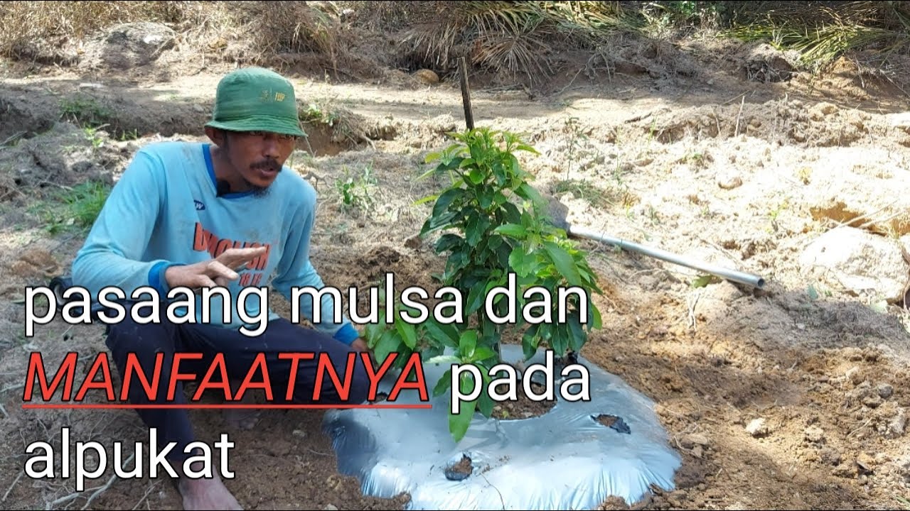 Cara Pasang Mulsa Serta Manfaatnya Pada Pertumbuhan Alpukat