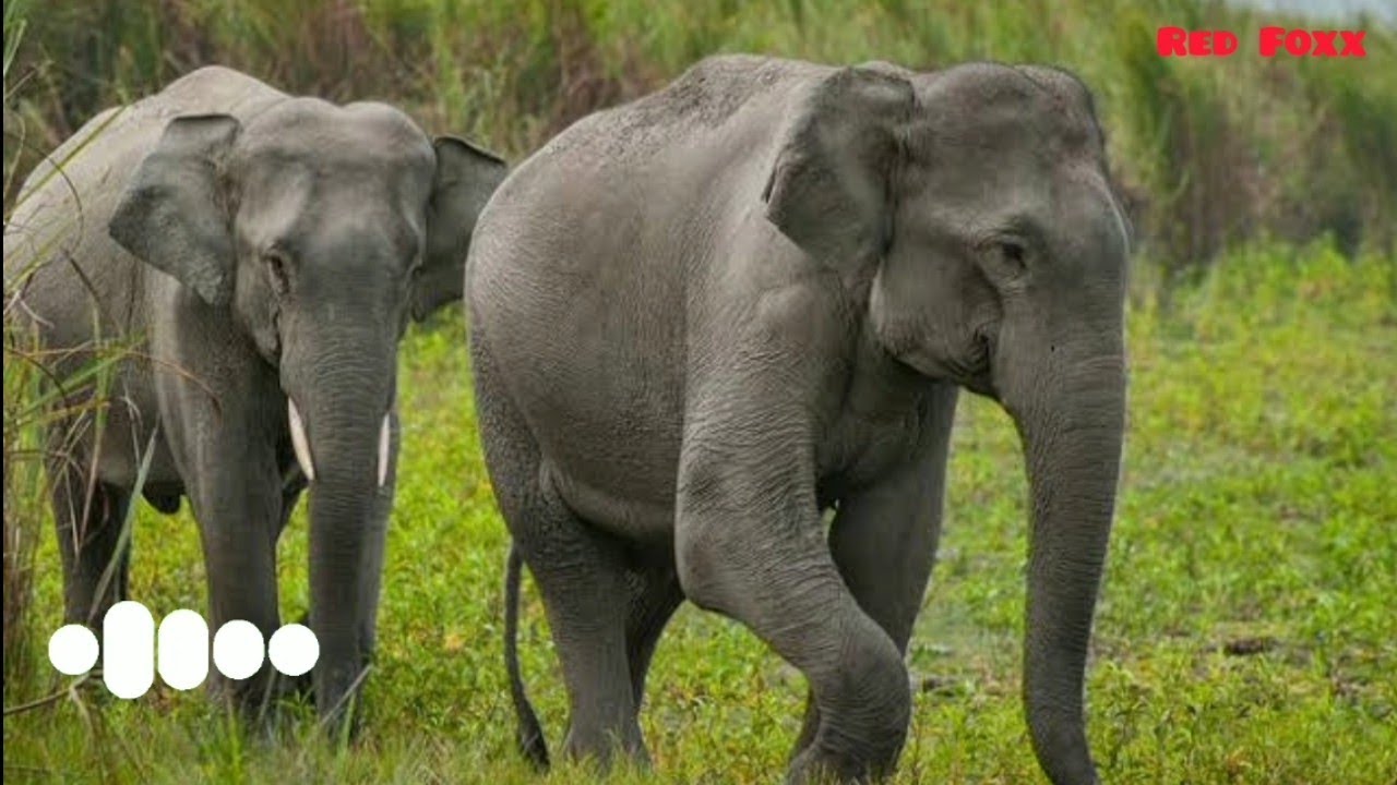 extremelysqueakydoor sound in 10 effective wayselephant soundanimal