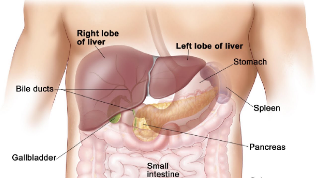 Печень и желчный фото. Селезенка и желчный пузырь. Поджелудочная железа расположение.