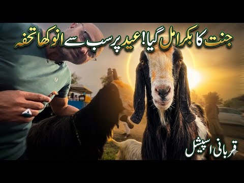 Jogi Ki Bakra Mandi Me Pahari Bakre Se Dosti! 😲 | Jhelum Mandi Ka Jumbo Size Bakra #desivlog 