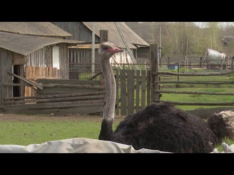 Живёт 70 лет, рост – почти 3 метра. Экскурсия по уникальной страусиной ферме // Сафари в Беларуси