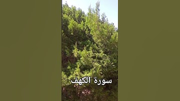 ارح سمعك وقلبك مع ايات من القران الكريم #تلاوة_خاشعة #المصحف #اكسبلور #الكهف