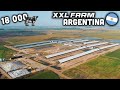 Ce fermier argentin  18 000 vaches  